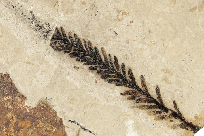 Conifer Needle (Sequoia) Fossil - McAbee, BC #271266